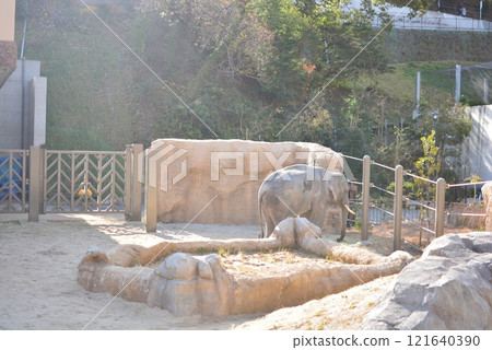 Fukuoka City Zoo Asian Elephant Fukuoka City Zoo Asian Elephant 121640390