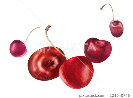 Red sweet sour cherry berries on stems, hand drawn in watercolor, scattered ripe cerise drupes. Composition illustration isolated on white. For restaurant, cafe dessert menu, wedding, farmers market Red sweet sour cherry berries on stems, hand drawn in watercolor, scattered ripe cerise drupes. Composition illustration isolated on white. For restaurant, cafe dessert menu, wedding, farmers market 121640746