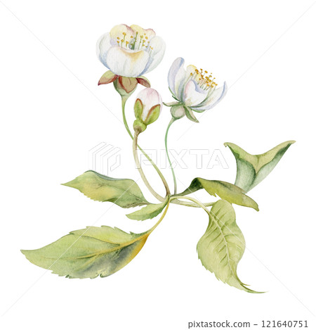 Cherry sakura white flower and bud on stems, hand drawn in watercolor, green leaves, wildflower botanical illustration. Isolated buttonhole composition. Scrapbooking, florist shop, decoupage, wedding Cherry sakura white flower and bud on stems, hand drawn in watercolor, green leaves, wildflower botanical illustration. Isolated buttonhole composition. Scrapbooking, florist shop, decoupage, wedding 121640751