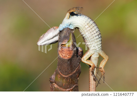 Shrike's Quick Prey (Japanese Grasshopper) 121640777