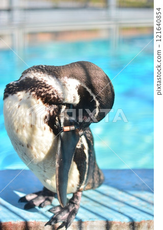 Penguins at Fukuoka City Zoological and Botanical Gardens 121640854