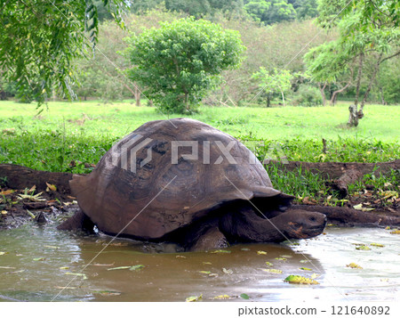 The Galapagos Giant Tortoise is the world's largest land tortoise and is endemic to the Galapagos Islands, after which the islands are named. 121640892