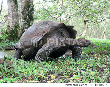 加拉巴哥象龜是世界上最大的陸龜，也是加拉巴哥群島特有物種，加拉巴哥群島也因此得名。 121640894