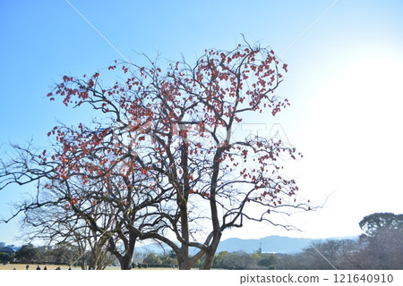 New Year's Day Walk at the Tofuro Ruins 121640910