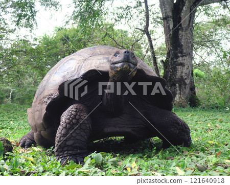 The Galapagos Giant Tortoise is the world's largest land tortoise and is endemic to the Galapagos Islands, after which the islands are named. 121640918