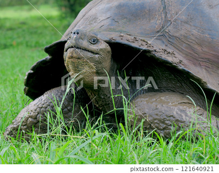 The Galapagos Giant Tortoise is the world's largest land tortoise and is endemic to the Galapagos Islands, after which the islands are named. The Galapagos Giant Tortoise is the world's largest land tortoise and is endemic to the Galapagos Islands, after which the islands are named. 121640921