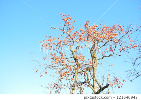 New Year's Day Walk at the Tofuro Ruins 121640942