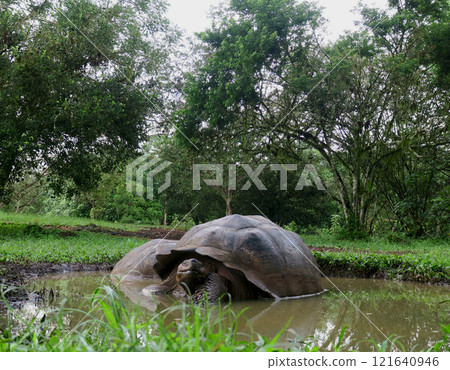 加拉巴哥象龜是世界上最大的陸龜，也是加拉巴哥群島特有物種，加拉巴哥群島也因此得名。 121640946