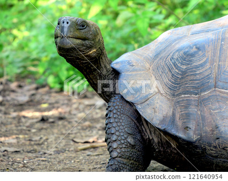 加拉巴哥象龜是世界上最大的陸龜，也是加拉巴哥群島特有物種，加拉巴哥群島也因此得名。 121640954