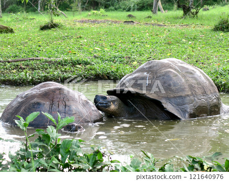 The Galapagos Giant Tortoise is the world's largest land tortoise and is endemic to the Galapagos Islands, after which the islands are named. 121640976