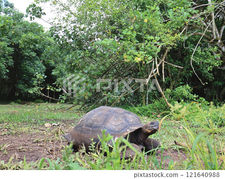 加拉巴哥象龜是世界上最大的陸龜，也是加拉巴哥群島特有物種，加拉巴哥群島也因此得名。 121640988