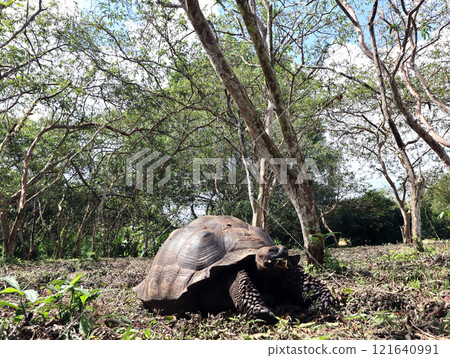加拉巴哥象龜是世界上最大的陸龜，也是加拉巴哥群島特有物種，加拉巴哥群島也因此得名。 121640991