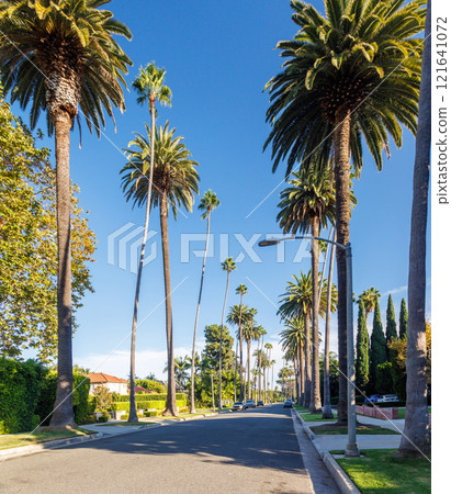 Iconic Beverly Hills street lined with towering palm trees under a bright sunny sky 121641072