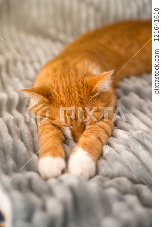 Ginger domestic cute cat sleeps with its paws outstretched on a soft blanket. Home comfort. Selective focus 121641610