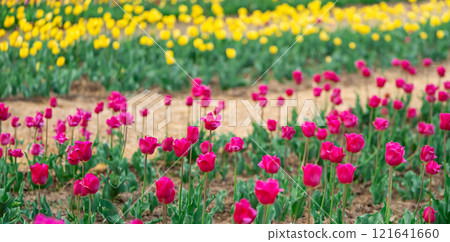 Beautiful pink and yellow tulips blooms on a flowering field in the springtime. Selective focus Beautiful pink and yellow tulips blooms on a flowering field in the springtime. Selective focus 121641660