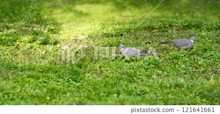 Gray pigeons walk on green grass in the park on a sunny day. Close-up. Birds and nature concept 121641661