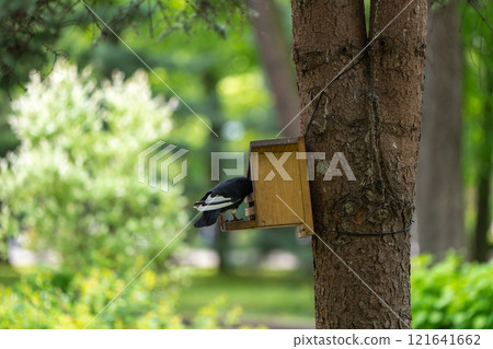 A pigeon sits in a bird feeder on a tree in a park on a spring day. Wildlife and birds concept. Close-up A pigeon sits in a bird feeder on a tree in a park on a spring day. Wildlife and birds concept. Close-up 121641662