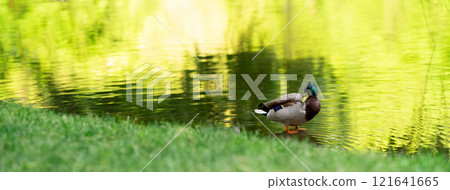 Mallard or wild duck Anas platyrhynchos male in a green grass. Beautiful waterfowl. banner Mallard or wild duck Anas platyrhynchos male in a green grass. Beautiful waterfowl. banner 121641665