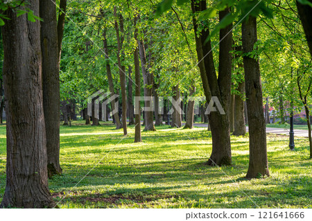 Beautiful view of the city park on a sunny spring day. Beautiful view of the city park on a sunny spring day. 121641666