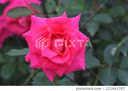 玫瑰 玫瑰 121641707
