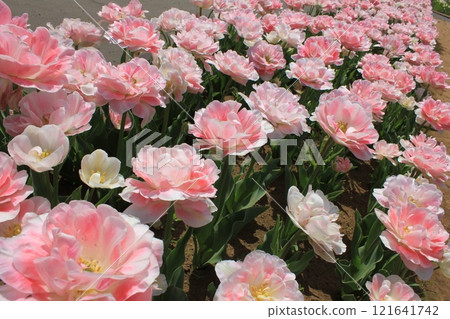 ~Tulips~ ✿・✿・✿・Angelica・✿・✿・✿ 121641742