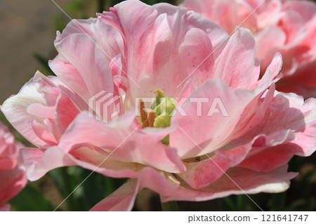 ~Tulips~ ✿・✿・✿・Angelica・✿・✿・✿ ~Tulips~ ✿・✿・✿・Angelica・✿・✿・✿ 121641747