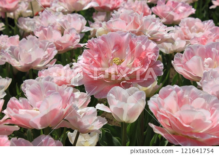 ~Tulips~ ✿・✿・✿・Angelica・✿・✿・✿ 121641754