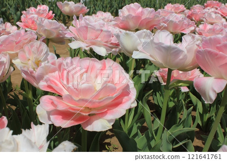~Tulips~ ✿・✿・✿・Angelica・✿・✿・✿ ~Tulips~ ✿・✿・✿・Angelica・✿・✿・✿ 121641761