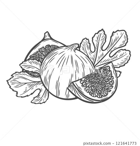 Illustration of figs, fig halves and leaves in engraving style. Illustration of figs, fig halves and leaves in engraving style. 121641773