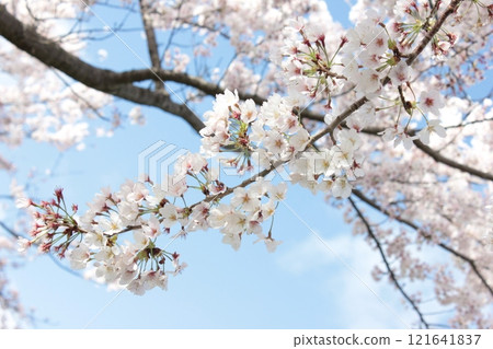 ⁺*＊✿+櫻花櫻花櫻花花+✿＊*⁺ 121641837