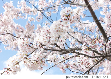 ⁺*＊✿+ Sakura, Sakura, Sakura, SAKURA +✿＊*⁺ 121641841