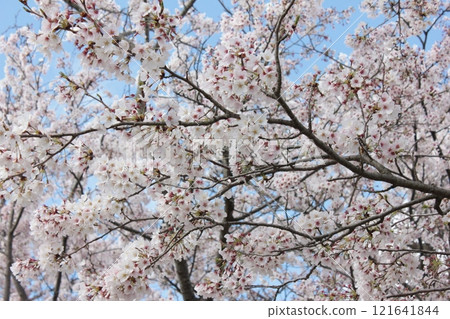 ⁺**✿+ Sakura, Sakura, Sakura, SAKURA +✿**⁺ ⁺**✿+ Sakura, Sakura, Sakura, SAKURA +✿**⁺ 121641844