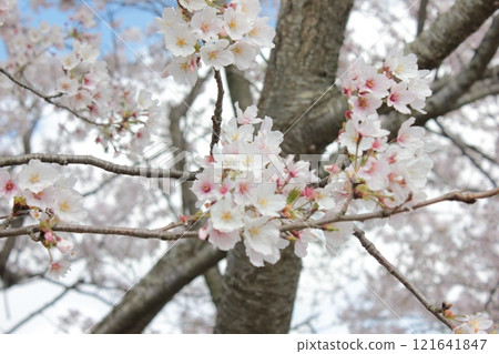 ⁺**✿+ Sakura, Sakura, Sakura, SAKURA +✿**⁺ ⁺**✿+ Sakura, Sakura, Sakura, SAKURA +✿**⁺ 121641847