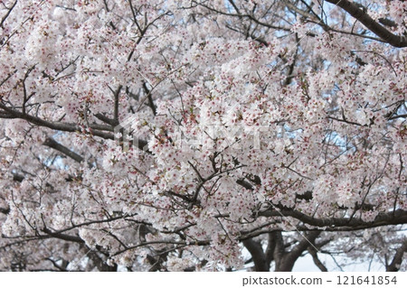 ⁺**✿+櫻花櫻花櫻花花+✿**⁺ ⁺**✿+櫻花櫻花櫻花花+✿**⁺ 121641854