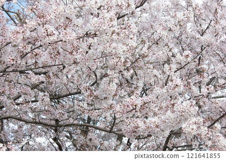 ⁺**✿+櫻花櫻花櫻花花+✿**⁺ ⁺**✿+櫻花櫻花櫻花花+✿**⁺ 121641855