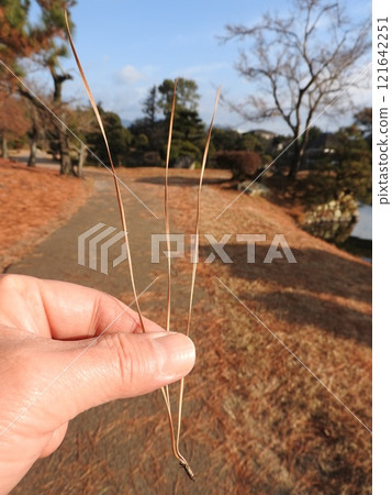 原產於北美的「火炬松」：三針鬆的一種 121642251