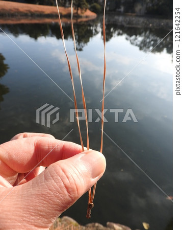 "Loblolly Pine" native to North America: a type of three-needle pine 121642254