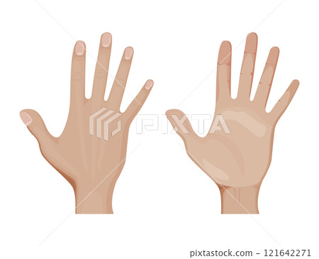 Front and palm side of hand vector illustration design. 121642271