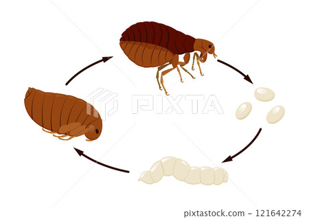 Flea life cycle from egg to larva to pupa to adult Flea life cycle from egg to larva to pupa to adult 121642274