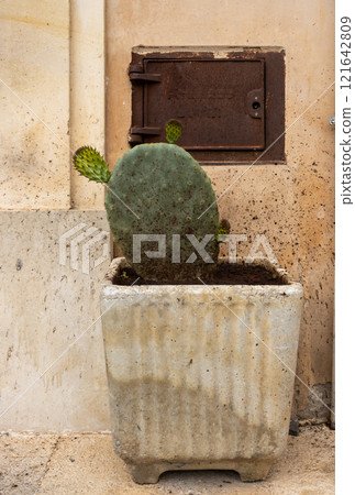 Opuntia cactus in a pot, Sicily, Italy 121642809