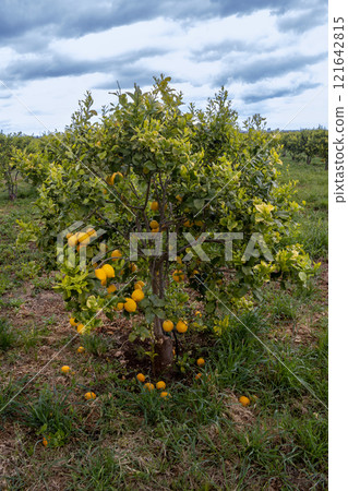 Lemon tree full of fruits in the spring, Sicily, Italy Lemon tree full of fruits in the spring, Sicily, Italy 121642815