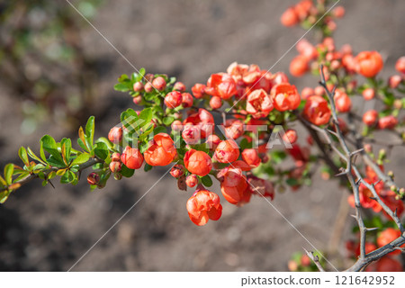 Bright red flowering quince blossoms with green leaves on a thorny branch, captured in natural sunlight. The blurred background emphasizes the vivid colors of the flowers Bright red flowering quince blossoms with green leaves on a thorny branch, captured in natural sunlight. The blurred background emphasizes the vivid colors of the flowers 121642952