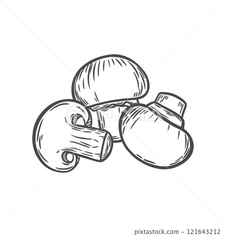 The image of mushrooms in the style of line drawing 121643212