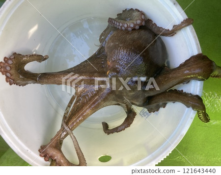 I caught a common octopus 121643440