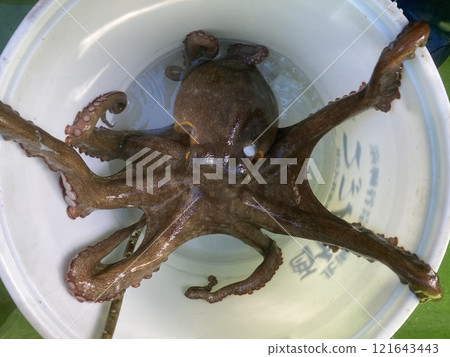 I caught a common octopus I caught a common octopus 121643443