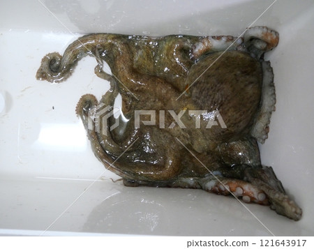 Octopus was caught Octopus was caught 121643917