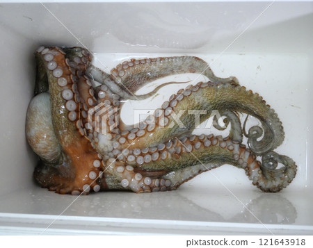 Octopus was caught Octopus was caught 121643918