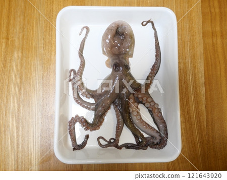 Octopus was caught Octopus was caught 121643920