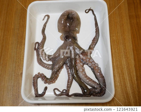 Octopus was caught Octopus was caught 121643921