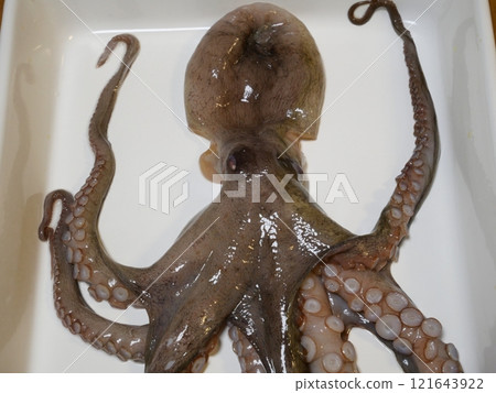 Octopus was caught 121643922